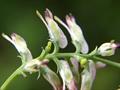 Fumaria Paviflora   Fumaria vaillantii